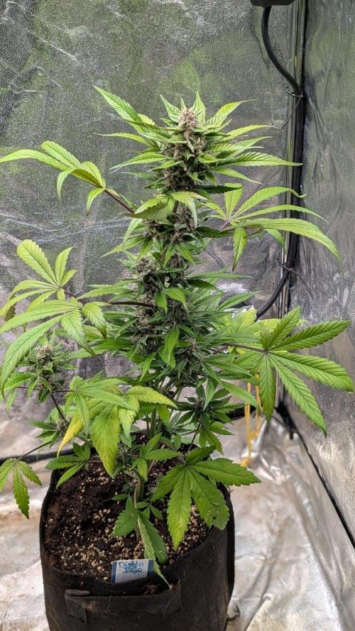 Diablo Rojo XL Auto - Sweet Seeds. Week 7 - Day 49