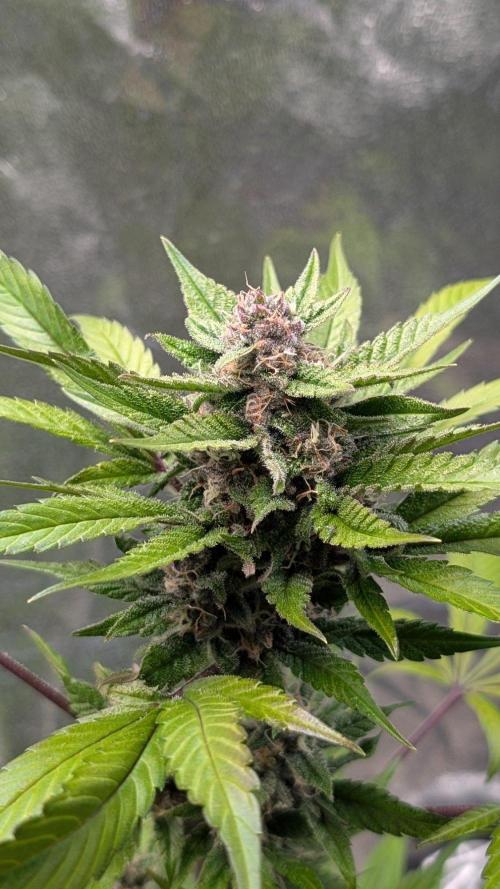 Diablo Rojo XL Auto - Sweet Seeds. Week 7 - Day 49