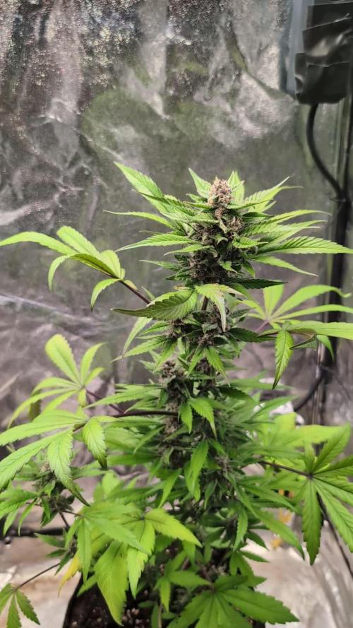 Diablo Rojo XL Auto - Sweet Seeds