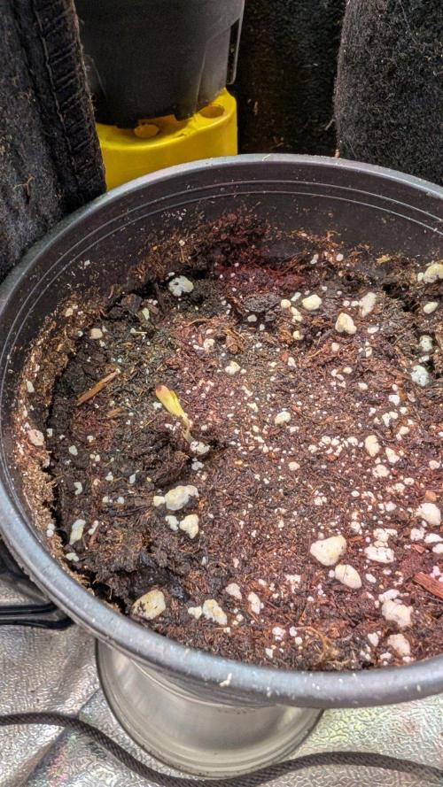 Purple OG Punch. Week 1 - Day 1