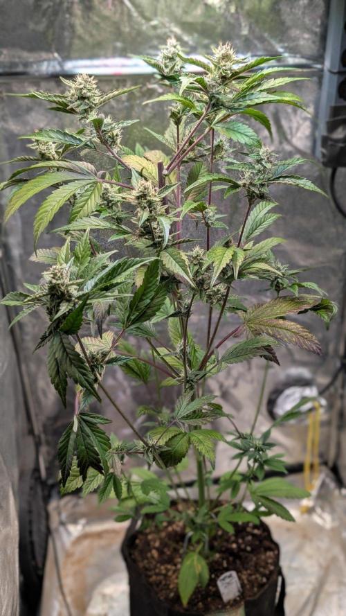 Papaya Cookies Auto Fast Buds. Week 8 - Day 50