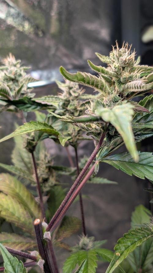 Papaya Cookies Auto. Week 8