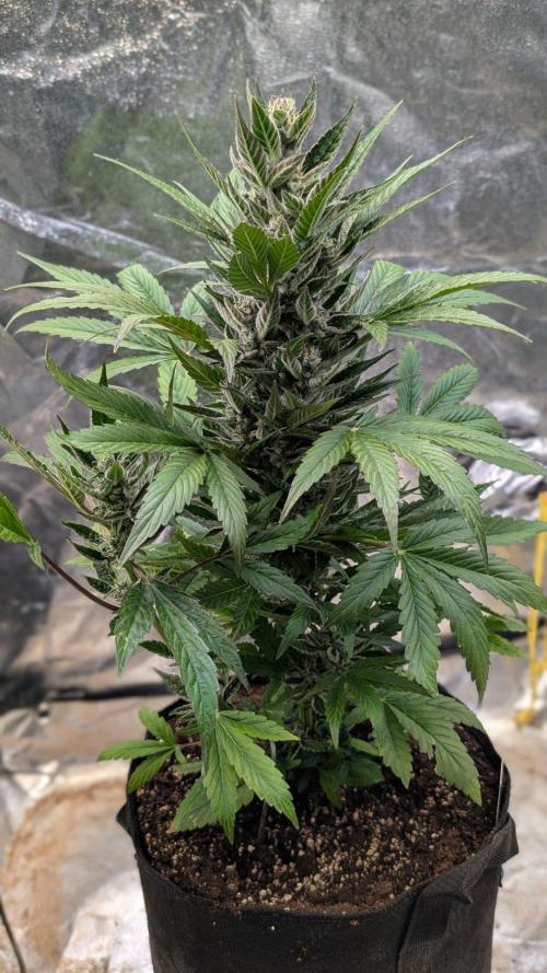 Auto Super Skunk - Sensible Seeds. Week 9 - Day 57
