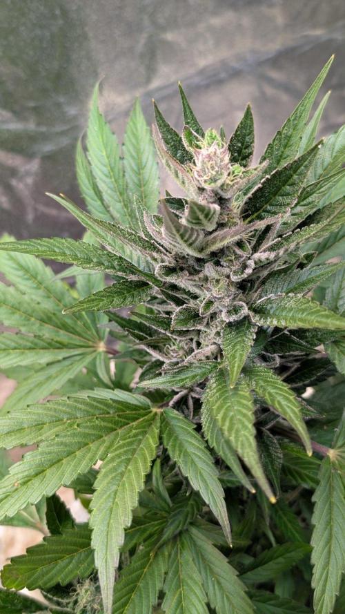Auto Super Skunk. Week 9
