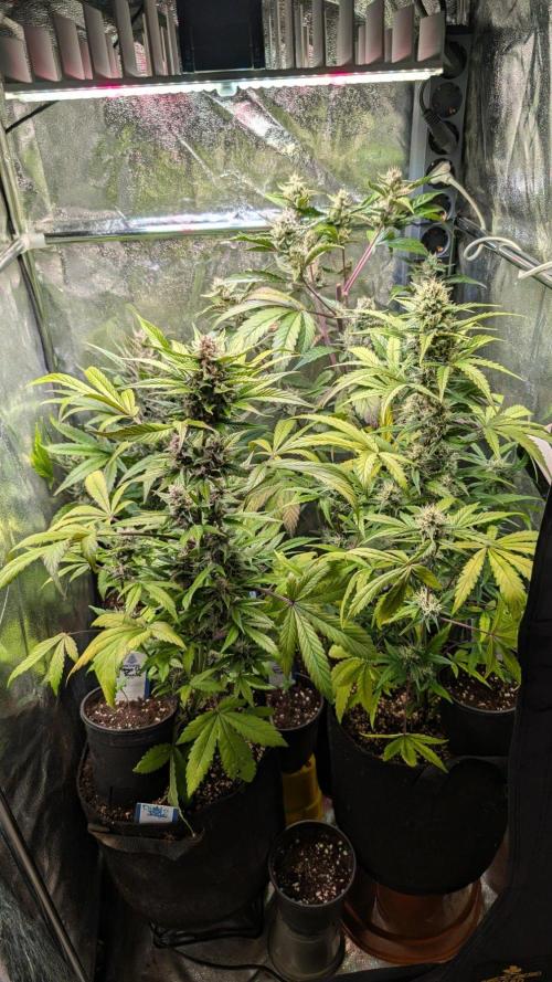 Crystal Candy XL Auto - Sweet Seeds. Week 8 - Day 50