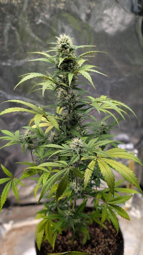 Crystal Candy XL Auto - Sweet Seeds. Week 8 - Day 50 