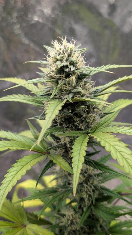 Crystal Candy XL Auto - Sweet Seeds. Week 8 - Day 50