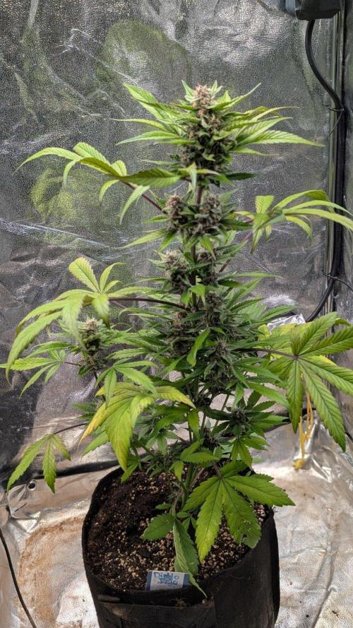 Diablo Rojo XL Auto - Sweet Seeds. Week 8 - Day 50 