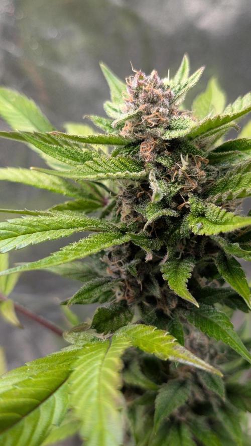 Diablo Rojo XL Auto - Sweet Seeds. Week 8 - Day 50 
