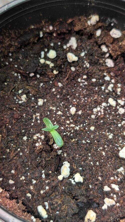 Purple OG Punch. Week 1 - Day 3