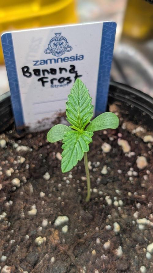 Banana Frost. Week 1 - Day 7