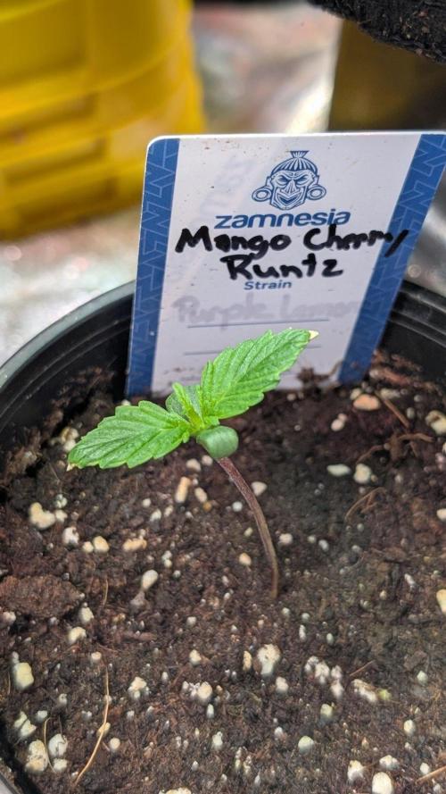 Mango Cherry Runtz. Week 1 - Day 7