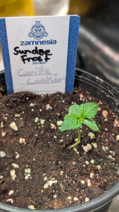 Sundae Frost. Week 1 - Day 7