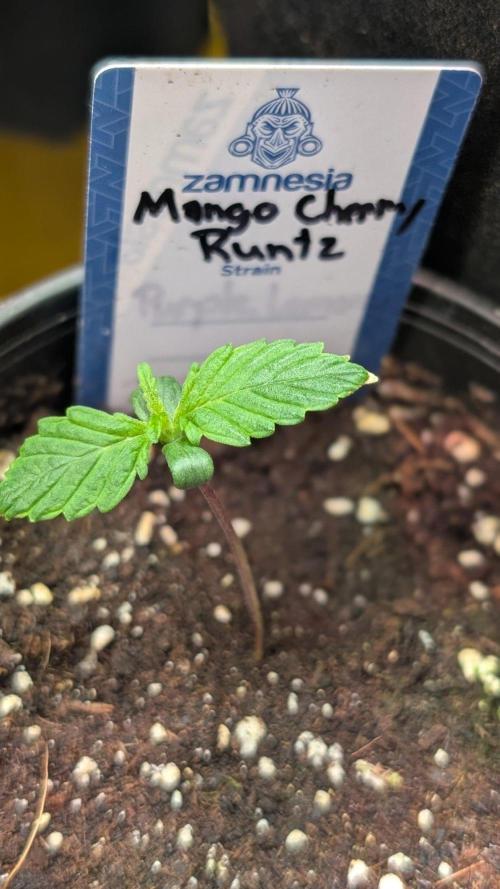 Mango Cherry Runtz. Week 2 - Day 8