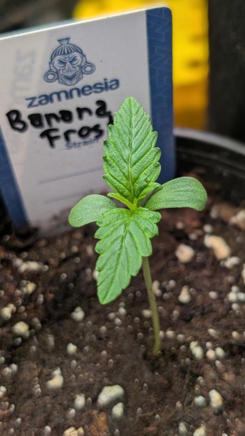 Banana Frost. Week 2 - Day 8