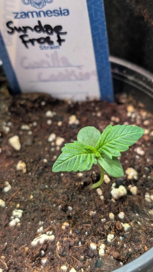 Sundae Frost. Week 2 - Day 8