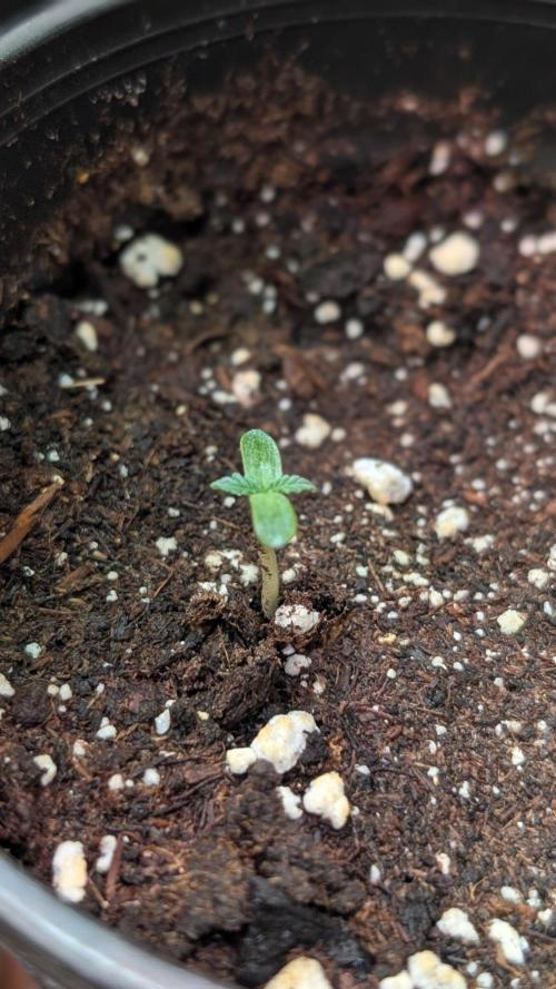 Purple OG Punch. Week 1 - Day 4