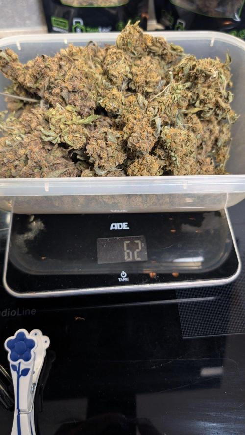 The Gassy One Super Sativa Seed Club. Week 20