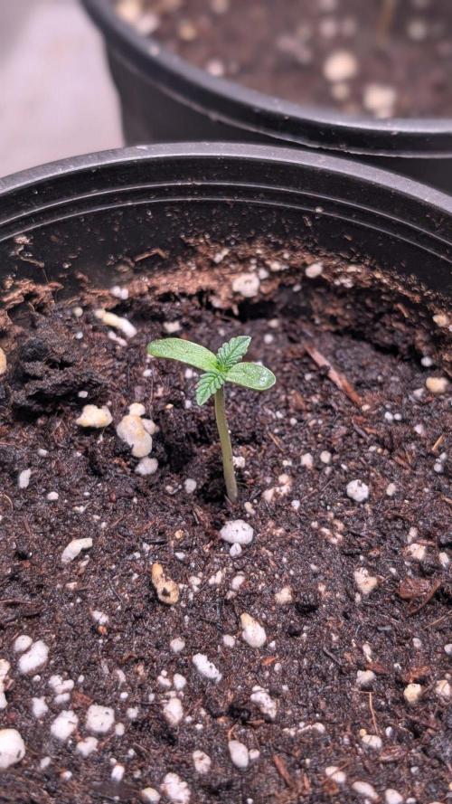 Purple OG Punch. Week 1 - Day 5