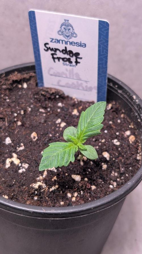 Sundae Frost. Week 2 - Day 9
