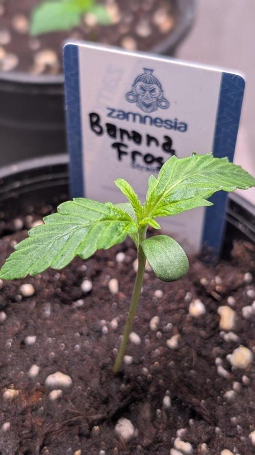 Banana Frost. Week 2 - Day 9