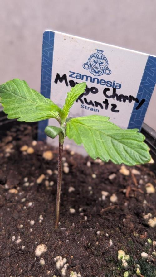 Mango Cherry Runtz. Week 2 - Day 9