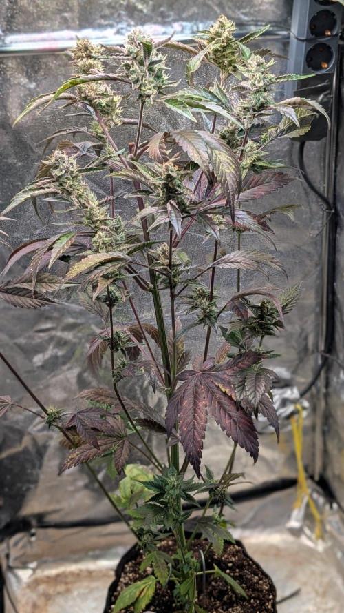 Papaya Cookies Auto Fast Buds. Week 8 - Day 55