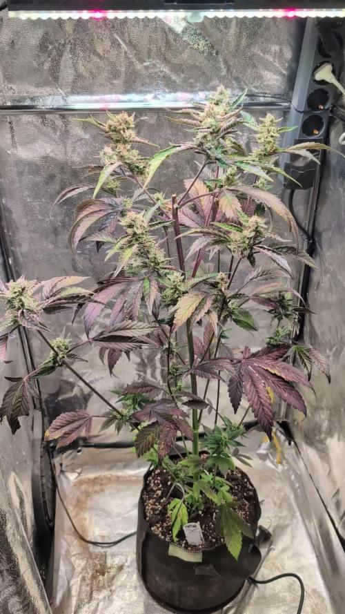 Papaya Cookies Auto Fast Buds