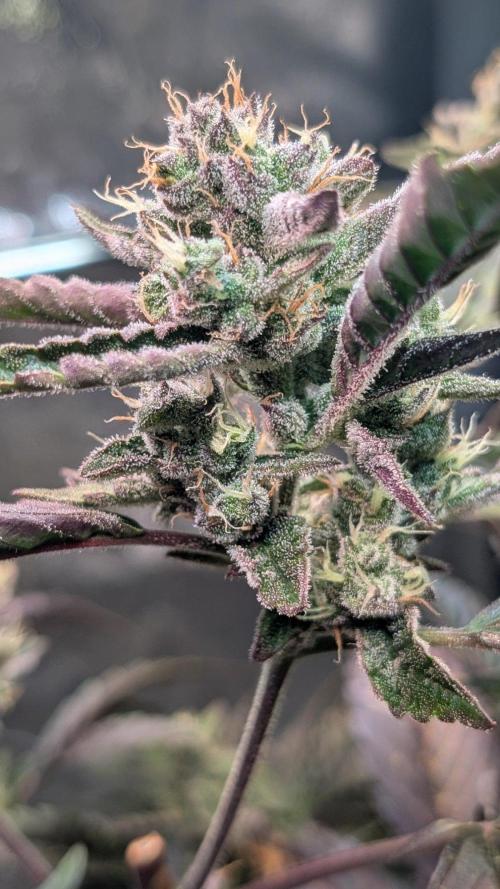 Papaya Cookies Auto Fast Buds. Week 8 - Day55