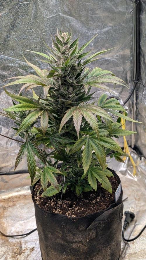 Auto Super Skunk - Sensible Seeds. Week 9 - Day 62