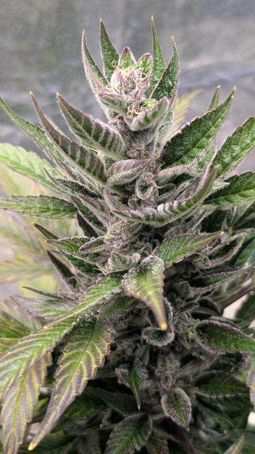 Auto Super Skunk - Sensible Seeds. Week 9 - Day 62