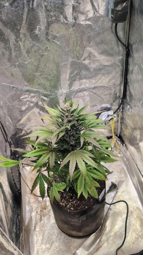 Auto Super Skunk - Sensible Seeds