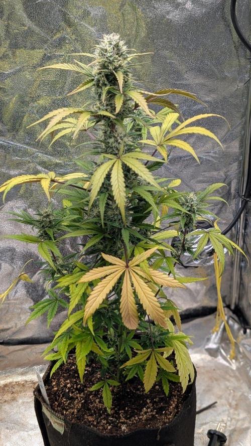 Crystal Candy XL Auto - Sweet Seeds. Week 8 - Day 55