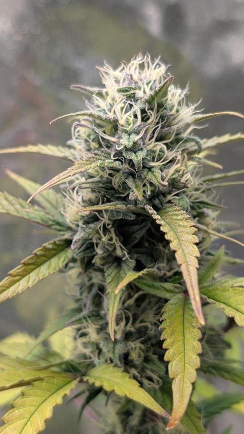 Crystal Candy XL Auto - Sweet Seeds. Week 8 - Day 55
