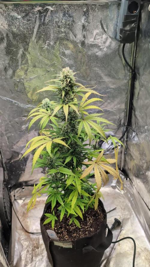 Crystal Candy XL Auto - Sweet Seeds