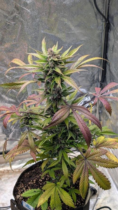 Diablo Rojo XL Auto - Sweet Seeds. Week 8 - Day 55