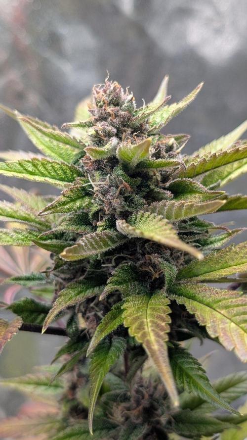Diablo Rojo XL Auto - Sweet Seeds. Week 8 - Day 55