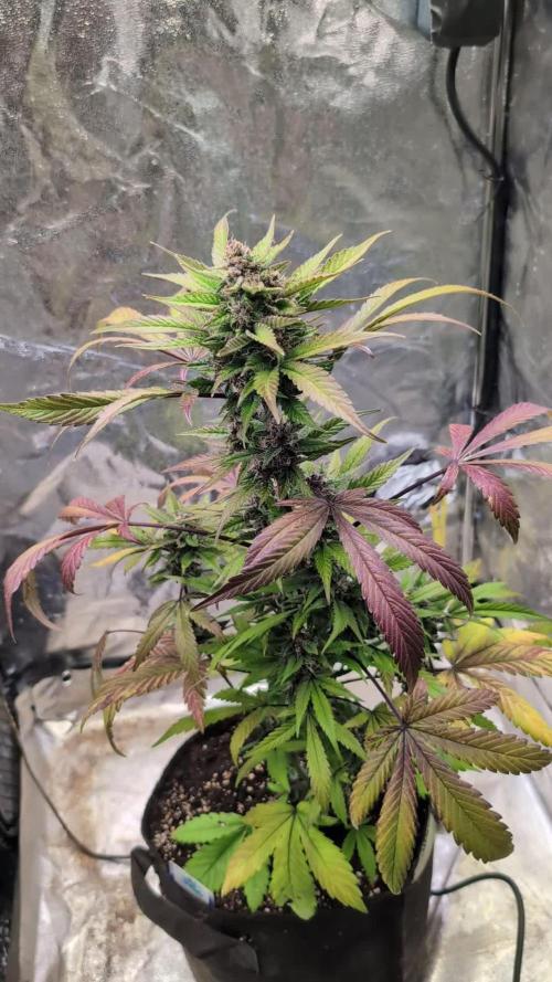Diablo Rojo XL Auto - Sweet Seeds