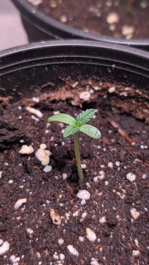 Purple OG Punch. Week 1 - Day 6