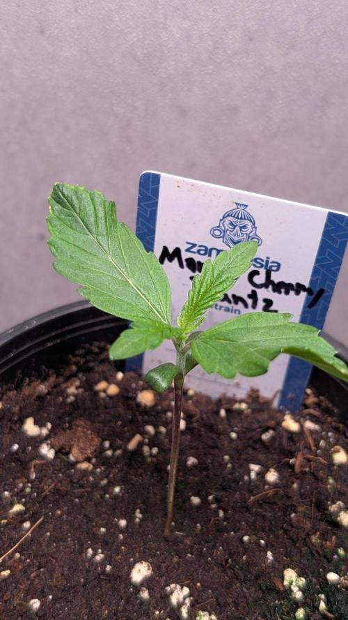 Mango Cherry Runtz. Week 2 - Day 10