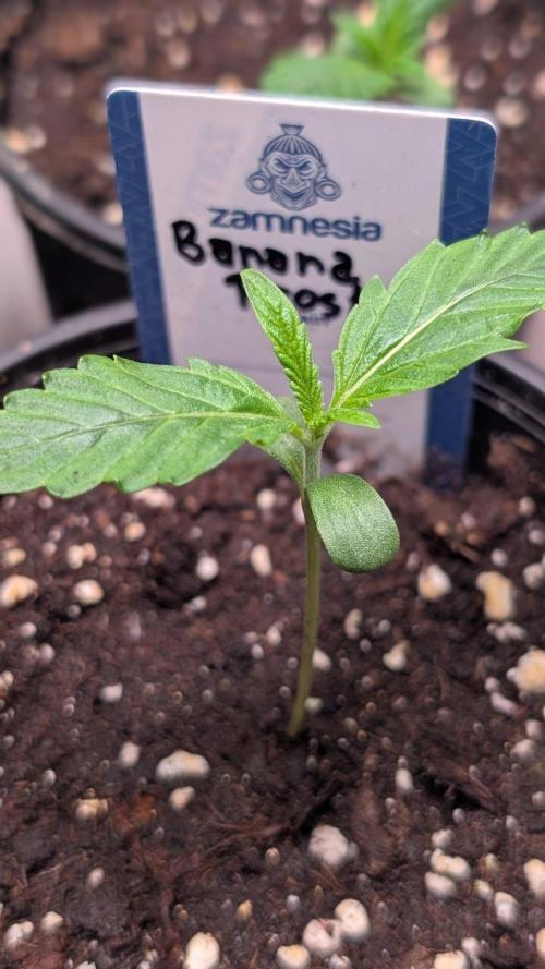 Banana Frost. Week 2 - Day 10