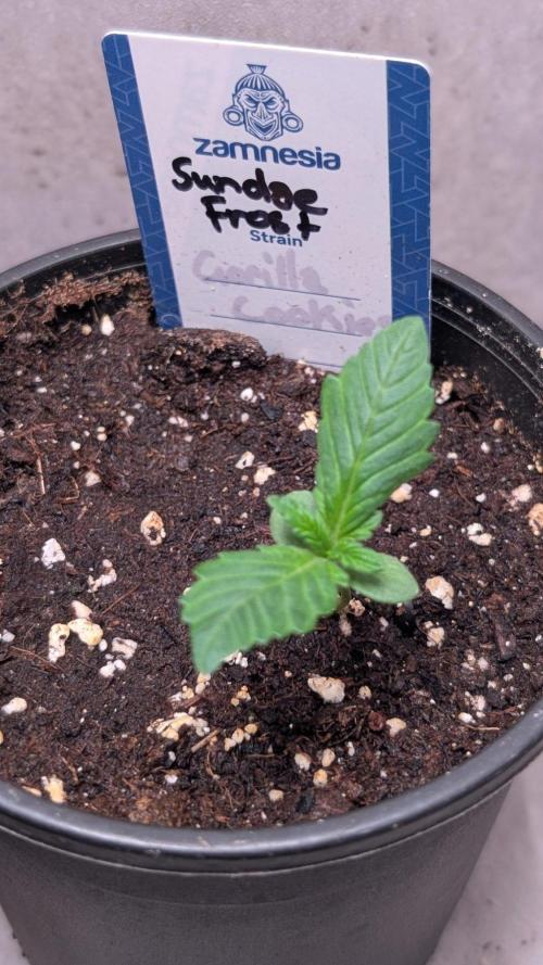 Sundae Frost. Week 2 - Day 10