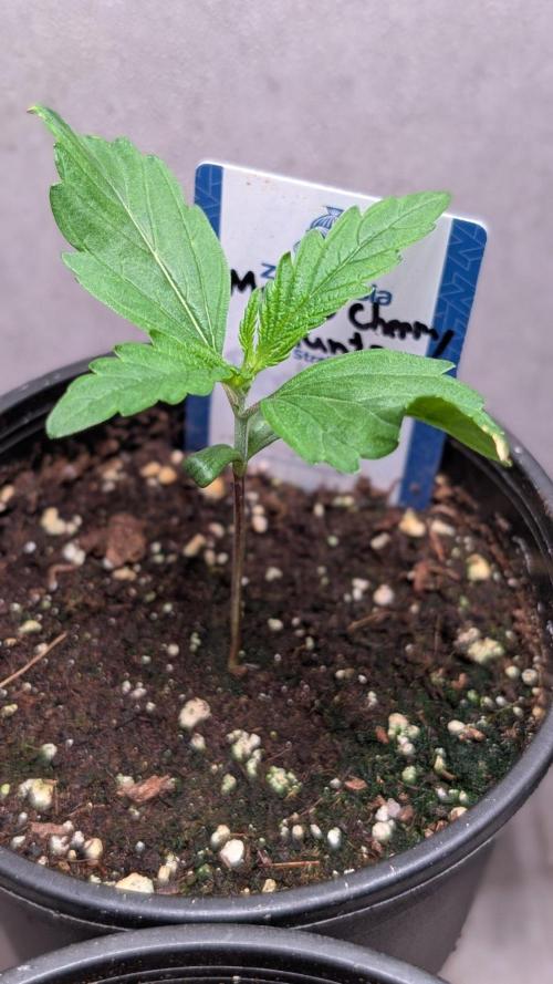 Mango Cherry Runtz. Week 2 - Day 11