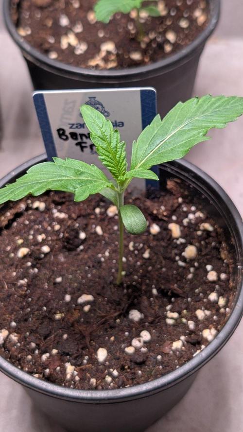 Banana Frost. Week 2 - Day 11
