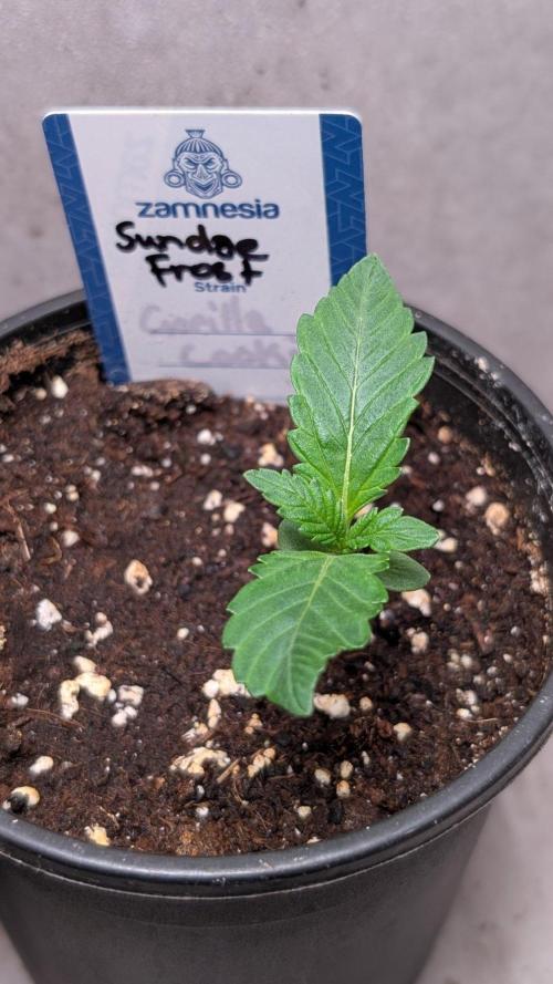 Sundae Frost. Week 2 - Day 11
