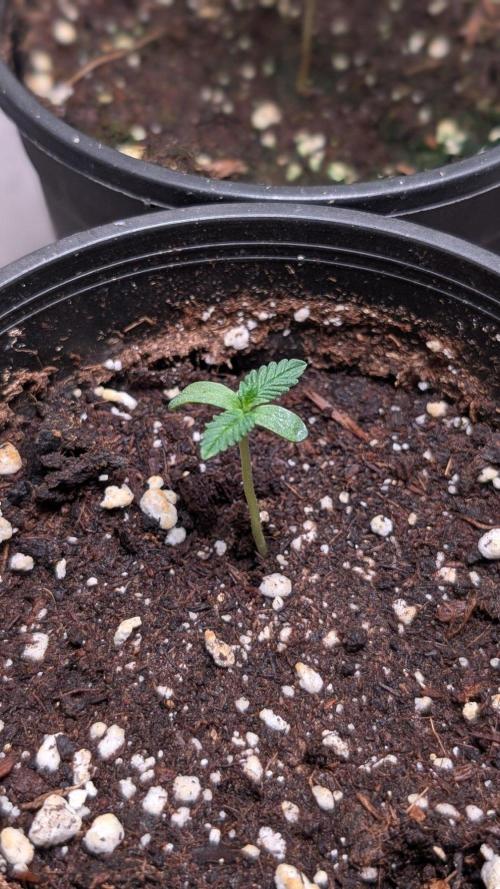 Purple OG Punch. Week 1 - Day 7