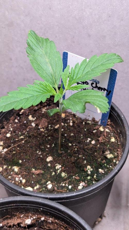 Mango Cherry Runtz. Week 2 - Day 12