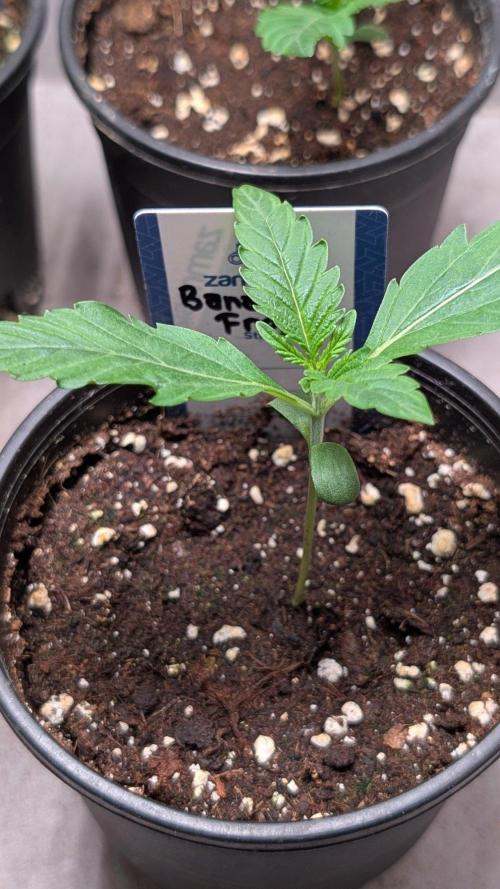 Banana Frost. Week 2 - Day 12