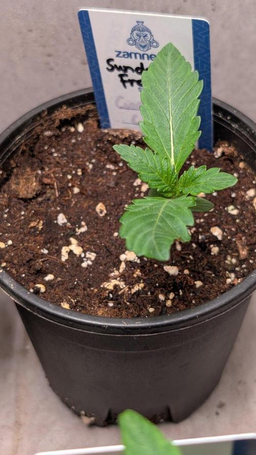 Sundae Frost. Week 2 - Day 12