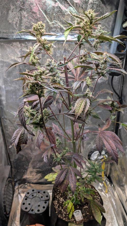 Papaya Cookies Auto Fast Buds. Week 9 - Day 57